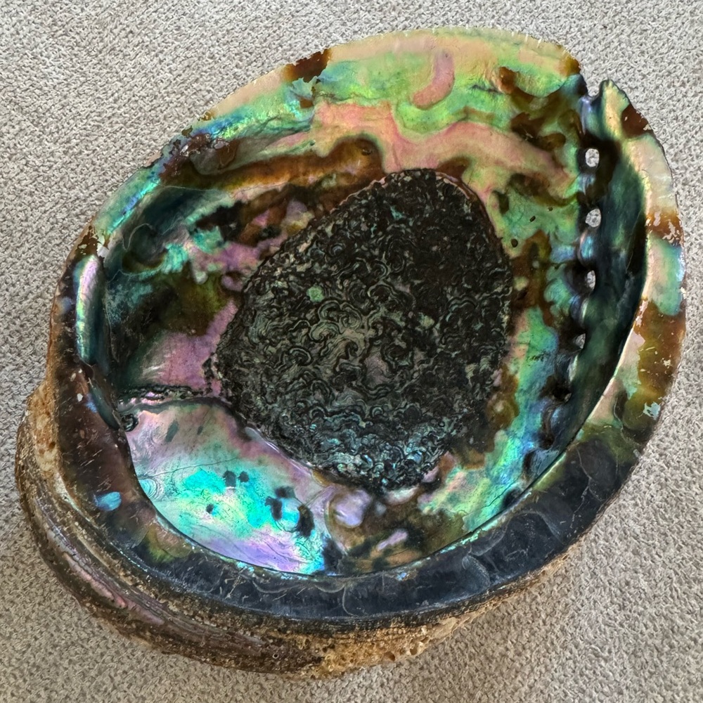 Large abalone shell